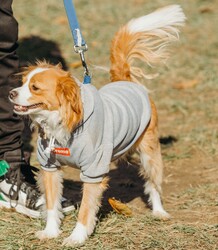 Best Tail Wagger Contest